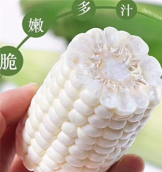 水果玉米