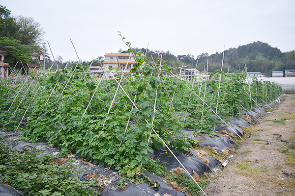 莲盛基地